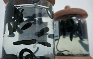 Geleneksel tıbbi yöntemler