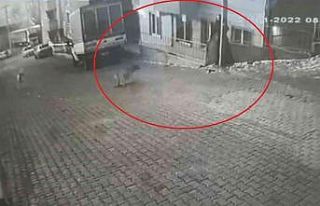 Genç kız dehşeti yaşamıştı, o ilçede köpek...