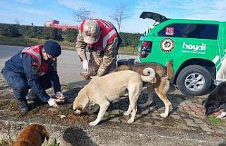 Giresun’da jandarma sokak hayvanlarını besledi