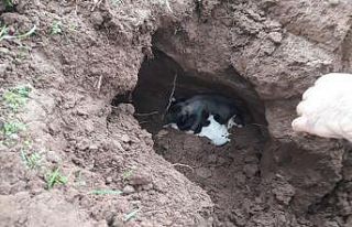 Göçük altında kalan yavru köpekleri itfaiye kurtardı