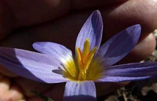 Gökkız ve Kuyruklu Çiğdem 30 yıl sonra ilk defa...