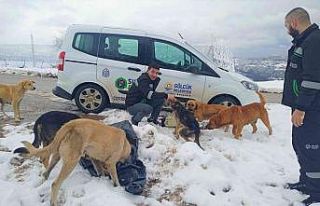 Gölcük’te hayvanlara mama desteği
