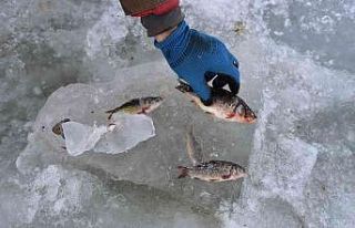 Göldeki balıklar suyla beraber dondu