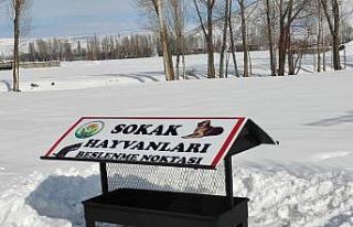 Güroymak Belediyesi sokak hayvanlarına sahip çıktı