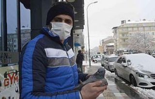 Güvercin soğuk havaya dayanamadı