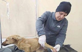 Hakkari’de can dostlar için yoğun mesai