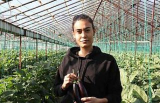 Halde 12, pazarda 15 TL olan patlıcan, Tarım Kredi...