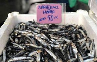 Hamsinin fiyatı cep yakıyor