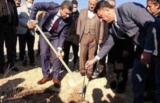 Hasankeyf’e 185 adet incir fidanı dikimi yapıldı