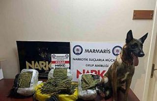 Hassas burun ’Coco’ yılın köpeği seçildi