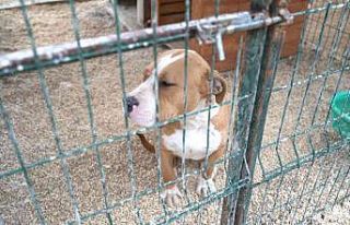 Hatay’da 162 yasaklı ırk köpek kısırlaştırıldı