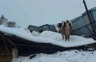 Hatay’da ahır enkazı altında kalan hayvanlar...