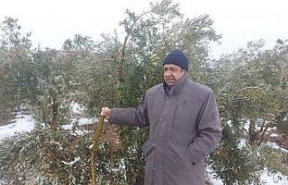Hatay’da kar zeytin ağaçlarının dallarını...