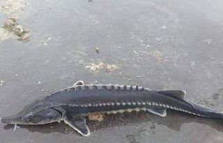 Havyarı 2 milyon liraya kadar çıkan balık Keban’da...