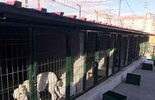 Hayvan barınakları tehlikeli ırklar ile doldu