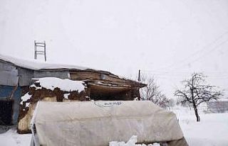 Hayvanlarının yemi karla kaplı çadırın altında...