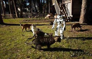 Hayvansever robot NAO, sokak hayvanlarını elleriyle...