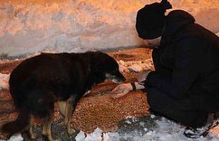 Her gün 200 kilogram mama bırakılıyor