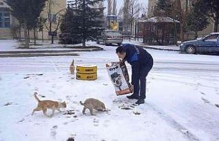 Hisarcık Belediyesi sokak hayvanlarını unutmadı