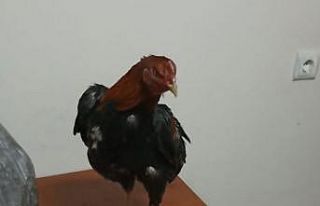 Horoz dövüştürenlere polis baskını