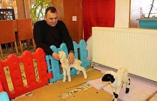 İkiz kuzuları restoranda besliyor