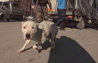 İlkokul çevresinde dolaşan yasaklı ırk köpek...