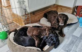 İngiliz aile 8 yıl önce evlerinin bahçesinden...