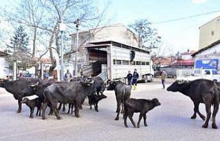 İnönü’de manda kaymağı ve yoğurdunun üretimine...