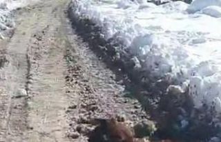 Irak sınırındaki sahipsiz at dondu