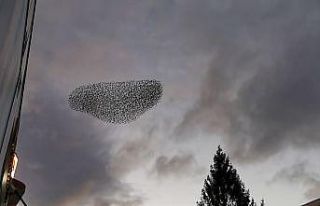 Isparta’da kuşların nefes kesen dansı