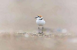 ‘İstanbul Kuşları’ sergisi sanatseverlerin...