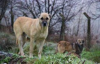 İstanbul’un köpekleri Kocaeli’de korku saçıyor