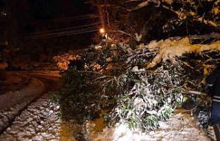 İtfaiye ekipleri devrilen ağaçları kaldırdı