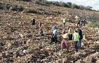 İzmir’de yanan ormanlar yeniden yeşeriyor