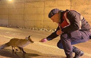 Jandarma aç kalan tilkiyi elleriyle besledi