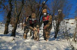 Jandarma donmak üzere olan köpeği kurtardı