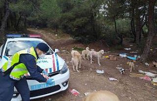 Jandarma ekipleri sokak hayvanları için doğaya...