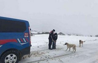 Jandarma ekipleri, sokak hayvanlarını unutmadı
