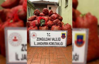 Jandarma ekiplerinde kaçak defne yaprağı operasyonu