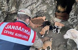 Jandarma ekiplerinden sokak hayvanlarına mama ve...