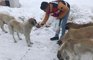 Jandarma sokak hayvanlarını unutmadı