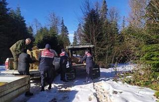 Jandarma tarafından yaban hayvanlarına yem bırakıldı