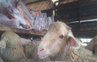 Jandarmadan belgesiz hayvan sevkine müdahale