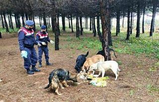 Jandarmadan sokak hayvanlarına yem