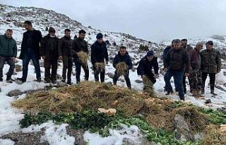 Jandarmadan yaban hayvanlarına yem