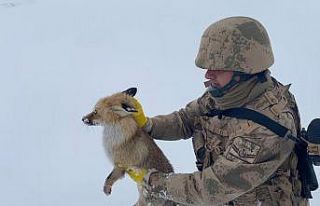 Jandarmadan yaralı ve donmak üzere olan tilkiye...