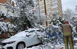 Kadıköy’de yoğun kara dayanamayan ağaç, park...