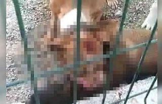Kafesi parçalayan pitbull başka bir köpeği boğarak...