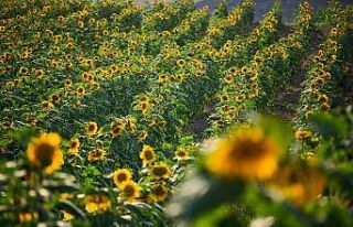 Kahramankazan Belediyesi’nden çiftçilere yüzde...