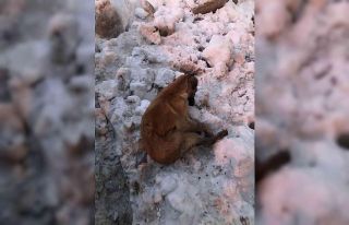 Kahramanmaraş’ta köpekler donarak öldü